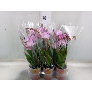 Phalaenopsis multi.   ...rose
