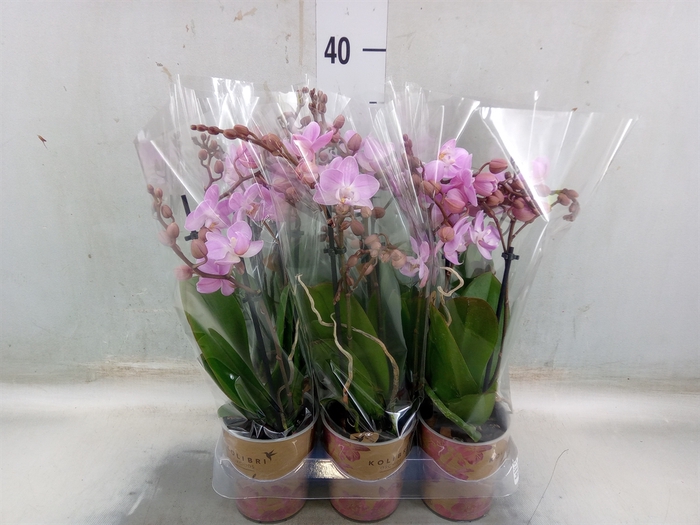 <h4>Phalaenopsis multi.   ...rose</h4>