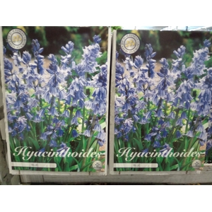 Hyacinthus   ...flowerbulbs