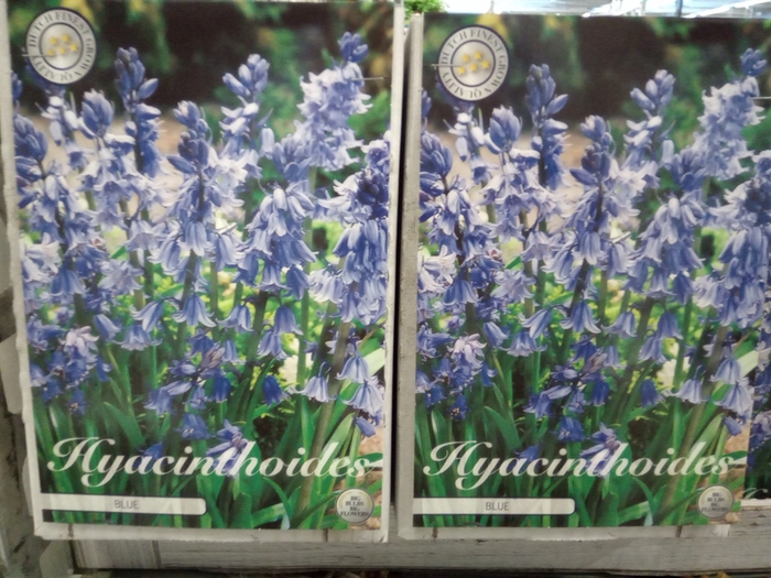 <h4>Hyacinthus   ...flowerbulbs</h4>