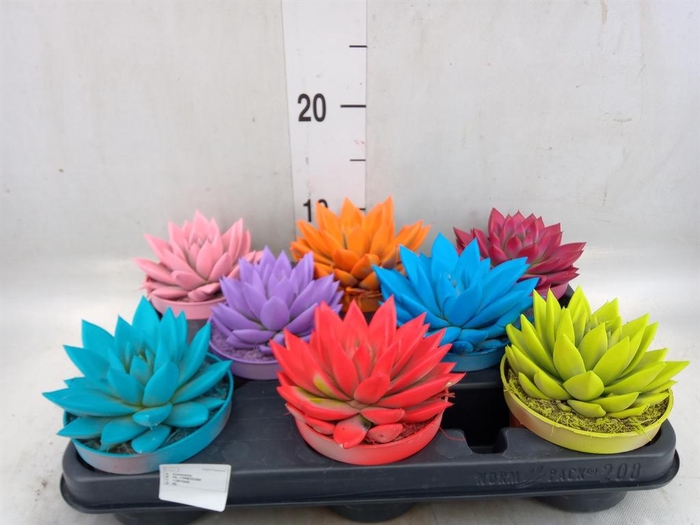 <h4>Echeveria  'Miranda'</h4>