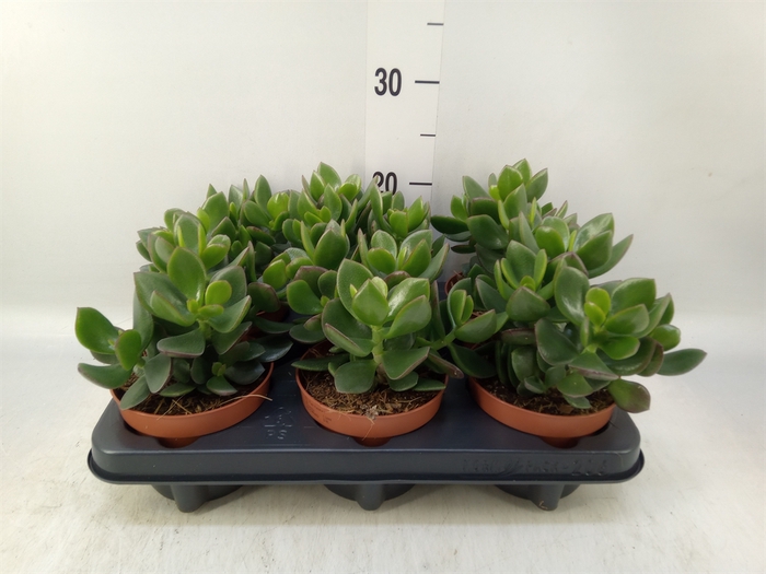 <h4>Crassula  'Hulk'</h4>