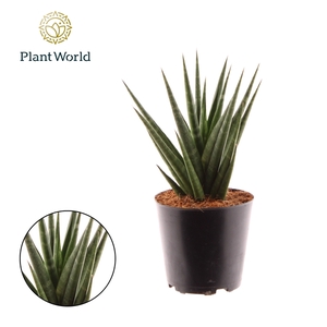 Sansevieria Dancing Queen