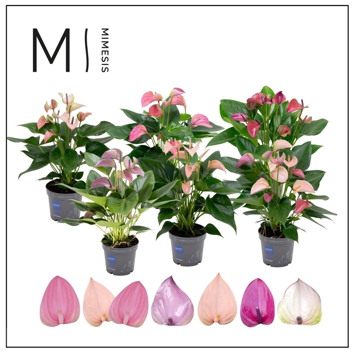 <h4>Anthurium - KARMA Multiflora Mix - 6 Colors | 12cm</h4>