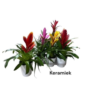 BROMELIA GEM