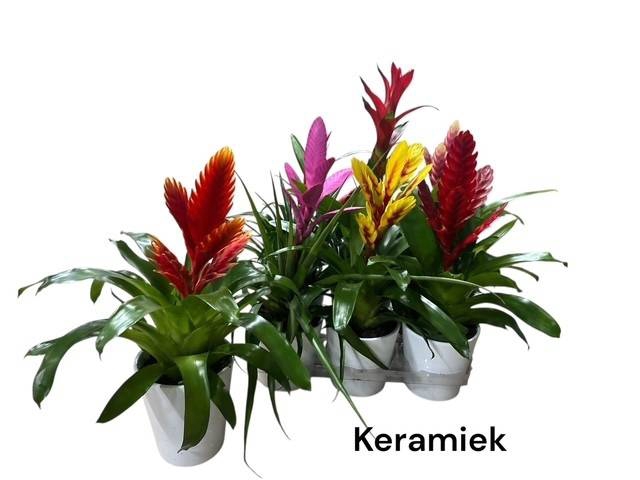 <h4>BROMELIA GEM</h4>
