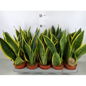Sansevieria trifa. 'Futura Superba'