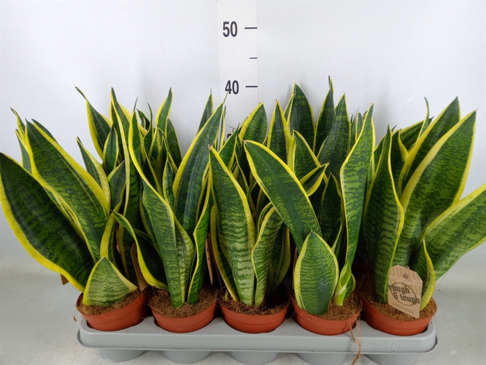 <h4>Sansevieria trifa. 'Futura Superba'</h4>