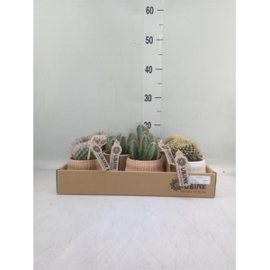 Cactus   ...mix