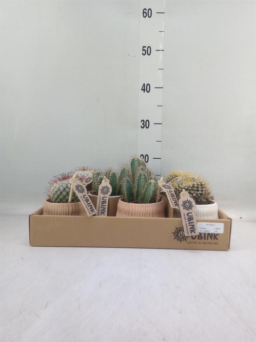 <h4>Cactus   ...mix</h4>