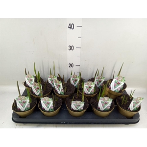 Fritillaria meleagris