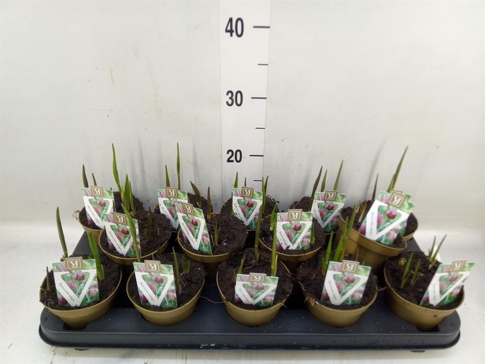 <h4>Fritillaria meleagris</h4>