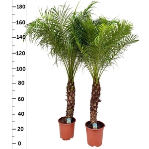 PHOENIX ROEBELENII