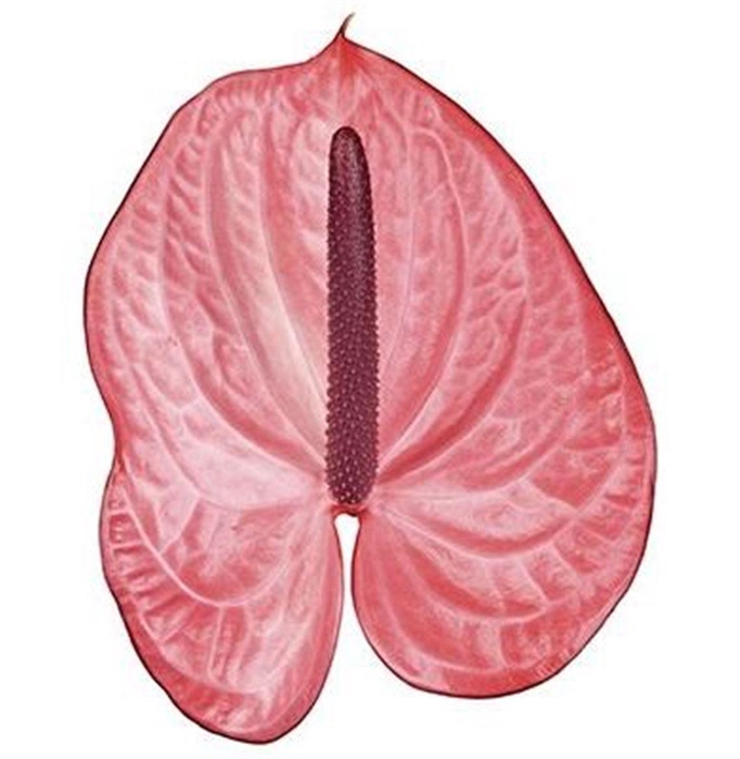 <h4>Anth A Candy 6 Small Pack</h4>