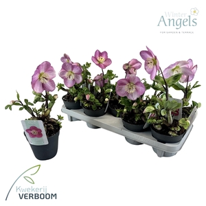 Helleborus Verboom Sifra p12 medium