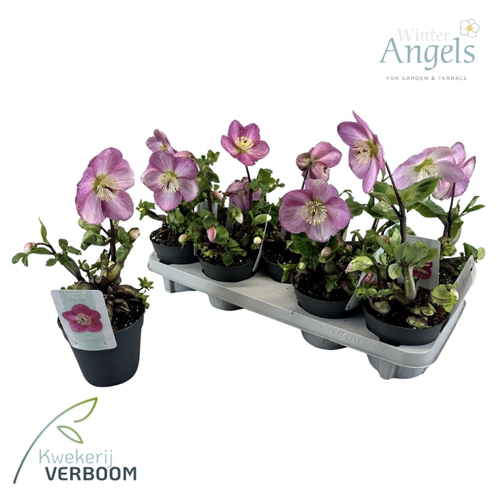 <h4>Helleborus Verboom Sifra p12 large</h4>