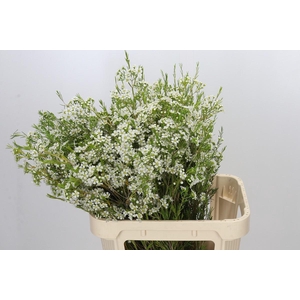 Chamelaucium Ofir