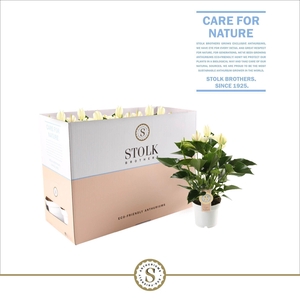Anthurium White Champion 12cm in Ecobox