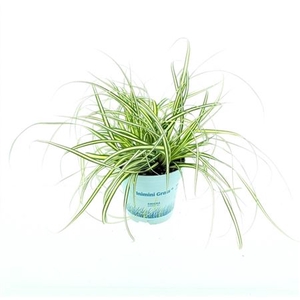 Carex Oshimensis 'evergold'