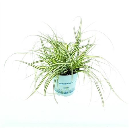 <h4>Carex Oshimensis 'evergold'</h4>