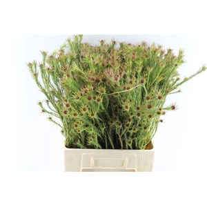 LEUCAD JUBILEE CROWN