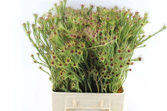 <h4>LEUCAD JUBILEE CROWN</h4>