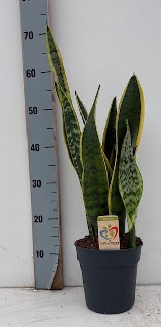 <h4>SANSEV LAURENTII</h4>