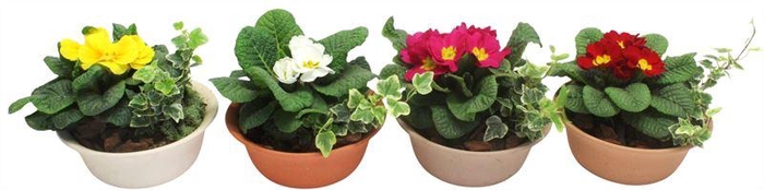 <h4>2342 SCHAALTJE OUTDOOR</h4>