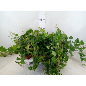 Hedera helix 'Wonder'