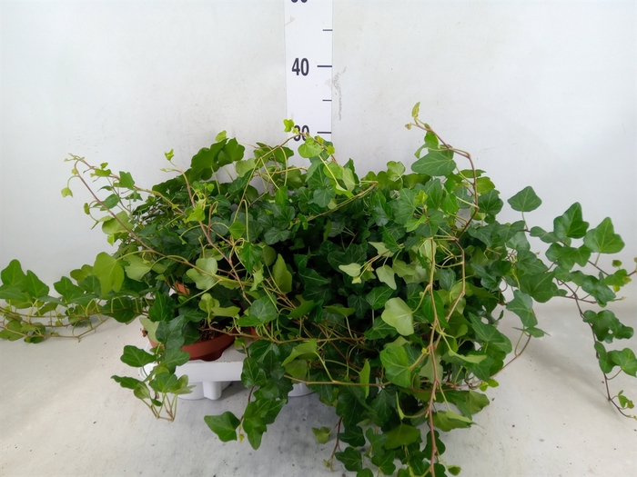 <h4>Hedera helix 'Wonder'</h4>