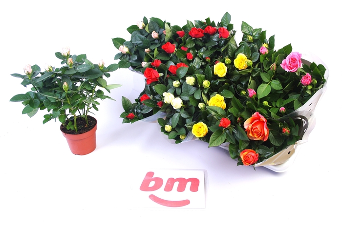<h4>RO B MONDE GEM</h4>