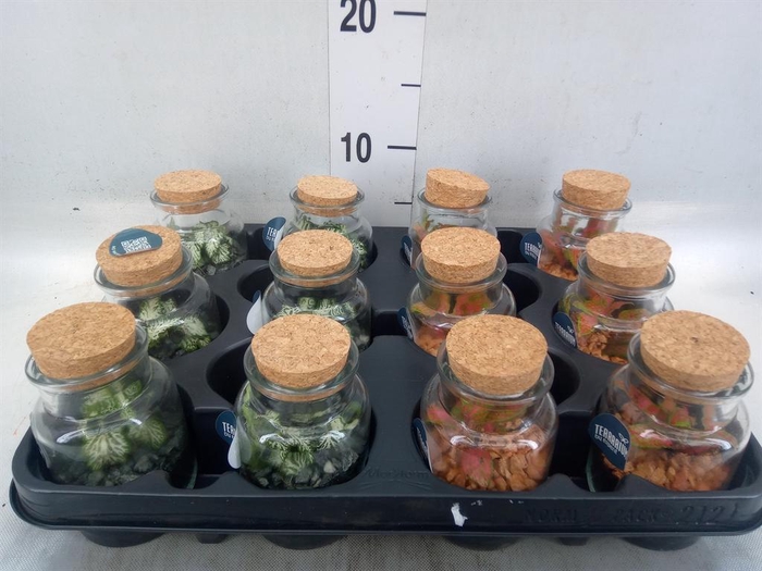 <h4>Arr.    Planten  L%</h4>