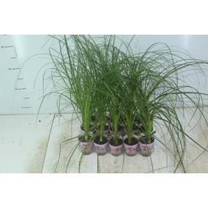 BEAUCARNEA RECURVATA P06
