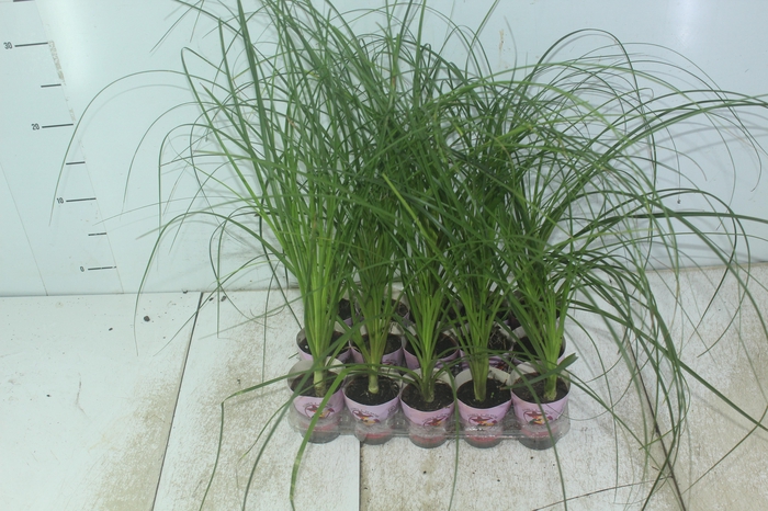 <h4>BEAUCARNEA RECURVATA P06</h4>