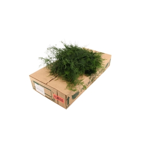 Asparagus Plumosus X 15