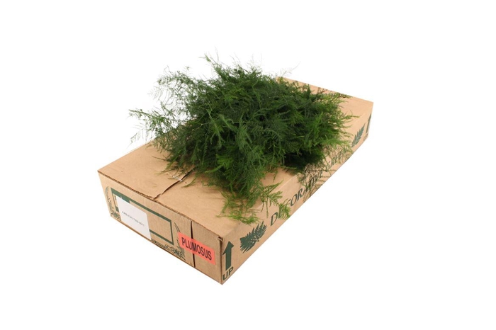 <h4>Asparagus Plumosus X 15</h4>