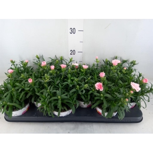 Dianthus  'Oscar Pink Star'