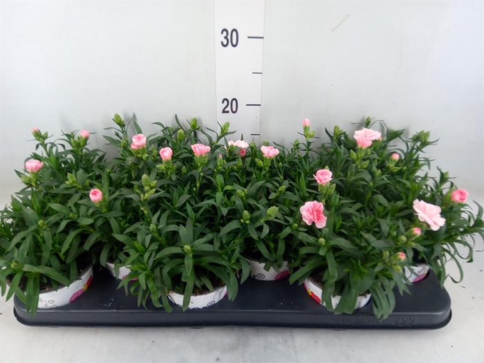 <h4>Dianthus  'Oscar Pink Star'</h4>