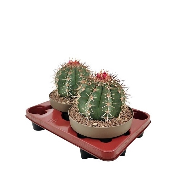 <h4>MELOCACTUS MATANZANUS - BOWL Ø 20 (CACTUS)</h4>