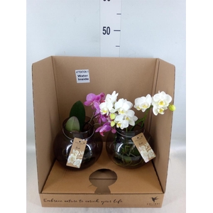 Phalaenopsis   ...mix
