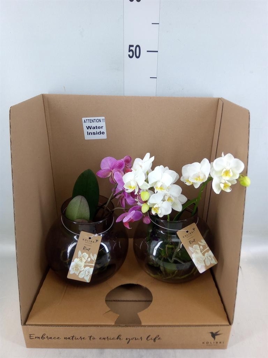 <h4>Phalaenopsis ...mix</h4>