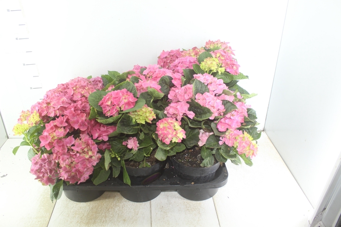 <h4>HORTENSIA P17</h4>