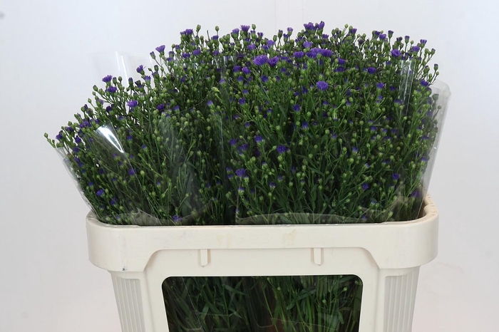 <h4>Aster Casamare</h4>