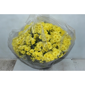 CRISANTEMO BOLA BELGA C21 AMARELO