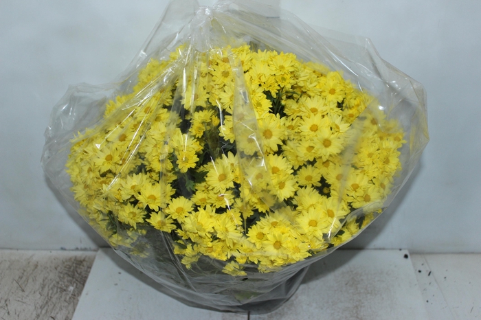 <h4>CRISANTEMO BOLA BELGA C21 AMARELO</h4>