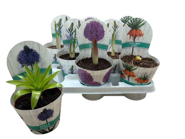 <h4>BOLBLOEMEN GEM</h4>