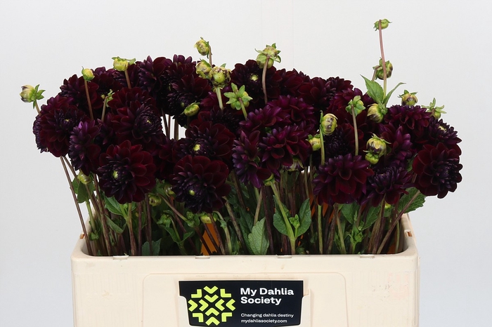 <h4>Dahlia Gipsy Night</h4>