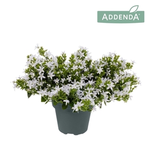 Campanula Poscharskyana White Star