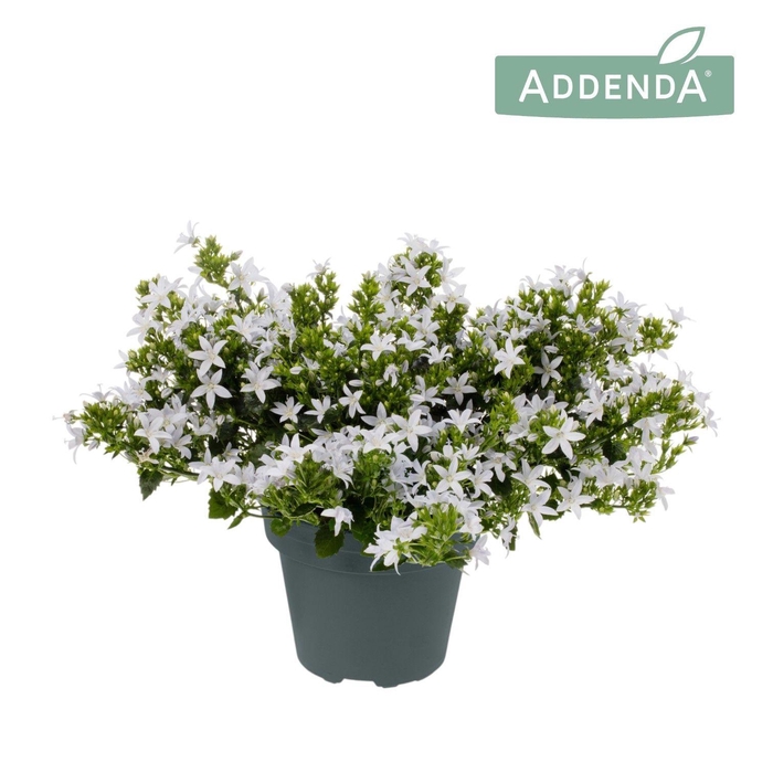 <h4>Campanula Poscharskyana White Star</h4>