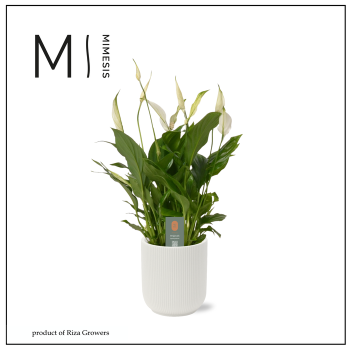 <h4>Spathiphyllum Bellini - 13cm in Atlanta White | Mimesis</h4>